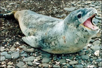 Les l&eacute;opards des mers. Comment sont-ils ?