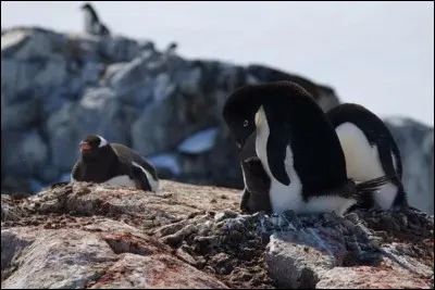 Les pingouins d'Ad&eacute;lie. &Agrave; quelle vitesse peuvent-ils courir ?