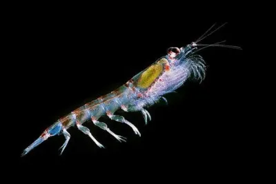 Le krill de l'Antarctique. De qui est-il l'aliment principal ?