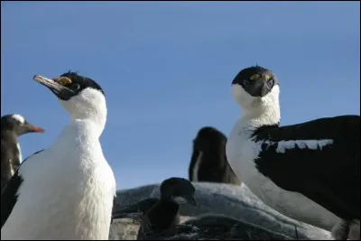 Le cormoran de l'Antarctique. Quelle est sa taille ?