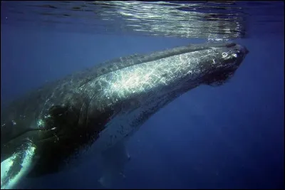 La baleine bleue. Quel est son poids ?
