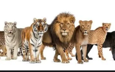 Quiz Felins