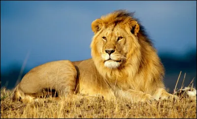Et lui, le roi des animaux ? Normalement, tu es cens&eacute;(e) trouver au moins celui-l&agrave; !