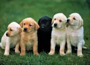 Quiz Avoir du chien !