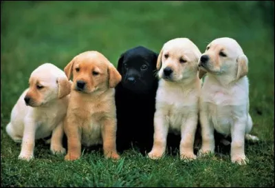 Quelle est cette race de chien originaire du Canada ?