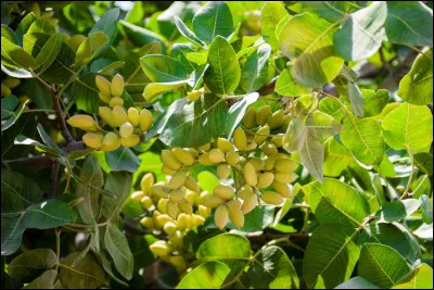 On cultive des pistachiers dans le sud de la France.