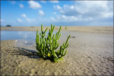 Quelle est cette plante qui pousse souvent dans les marais salants ?