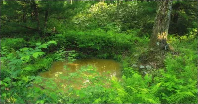 En fran&ccedil;ais, une mare est originellement une faible &eacute;tendue d'eau...