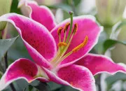 Quiz Le langage des fleurs