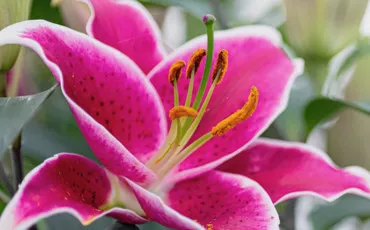 Quiz Fleurs