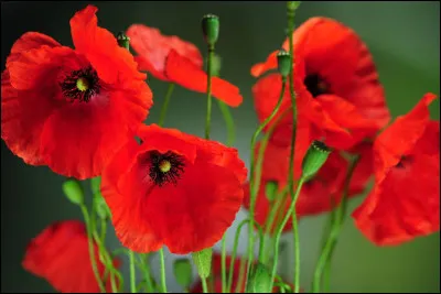 Que signifie le coquelicot ?