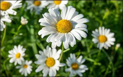 Que symbolise la marguerite ?