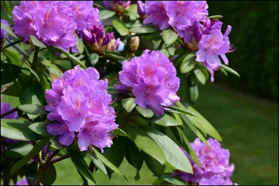 Que veut dire le rhododendron ?