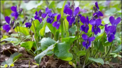 Que dit la violette ?