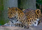 Quiz Les animaux les plus étonnants du monde !