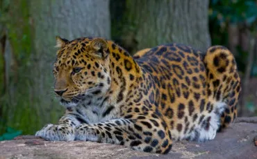Quiz Animaux
