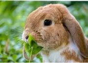Quiz Culture générale : le lapin