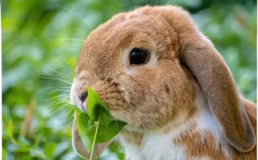 Quiz Animaux