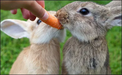 Sciences : de quoi est compos&eacute; principalement le r&eacute;gime alimentaire du lapin ?