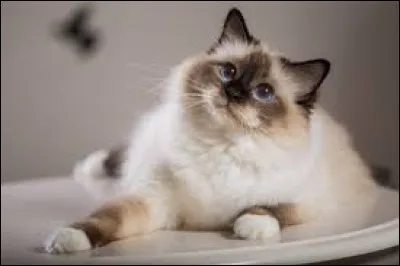 Ce chat aux longs poils est un sacr&eacute; de Birmanie.
