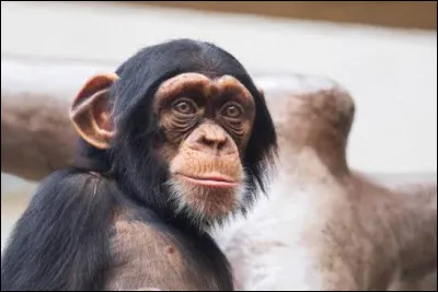 La marque de lessive Skip utilisait des chimpanz&eacute;s dans ces publicit&eacute;s.