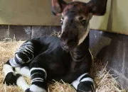 Quiz Les records les plus insolites du monde animal