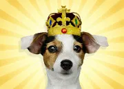 Quiz Zoologie - Les animaux préférés des Français