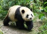 Quiz Les animaux extraordinaires