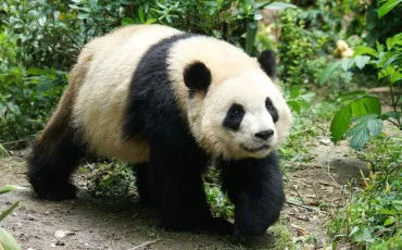 Quiz Animaux