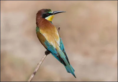 Quel est l'oiseau le plus rapide du monde ?