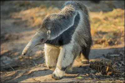 Quel est le plus grand animal ayant jamais exist&eacute; ?