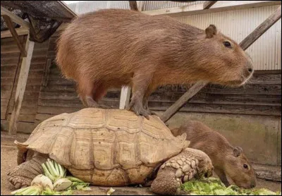 &Agrave; quelle famille appartiennent le serpent, les poissons et la tortue ?