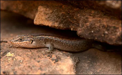 Les reptiles font partie des...