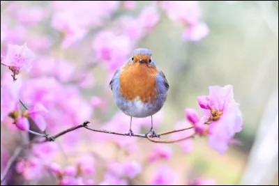 Les oiseaux sont de la famille des...