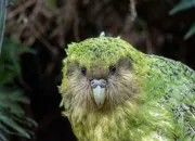 Quiz Vrai ou Faux sur le kakapo