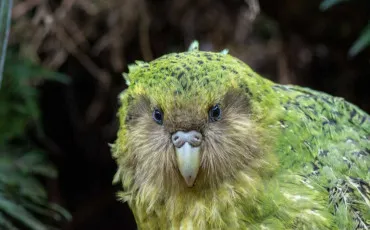 Quiz Animaux