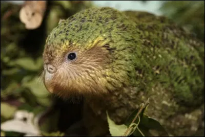 Une grande partie du d&eacute;clin du kakapo est li&eacute;e &agrave; l'arriv&eacute;e de pr&eacute;dateurs introduits par l'&ecirc;tre humain.