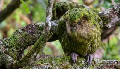 Le kakapo est capable de grimper &agrave; plusieurs m&egrave;tres de hauteur malgr&eacute; son poids.