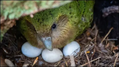 Le kakapo construit des nids suspendus dans les arbres.