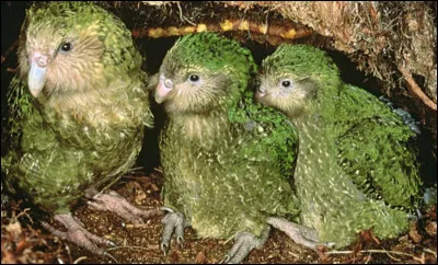 Le kakapo est l'un des oiseaux ayant l'esp&eacute;rance de vie la plus &eacute;lev&eacute;e.