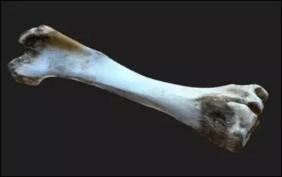 Quel don artistique unique les &laquo; loups rongeurs &raquo; comme Faolan poss&egrave;dent-ils pour raconter des histoires ?