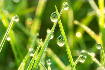 Comment appelle-t-on l&rsquo;humidit&eacute; de l&rsquo;air qui se d&eacute;pose sur les plantes au petit matin ?