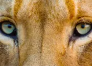 Quiz Devine l'animal grâce à ses yeux !