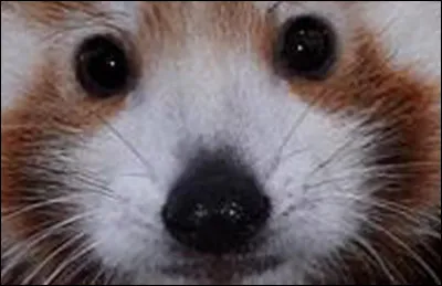 Et ce regard doux, &agrave; qui appartient-il ?
