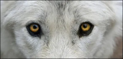 &Agrave; qui est ce regard hypnotisant ?