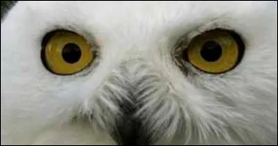 Quel regard per&ccedil;ant ! Sauras-tu retrouver cet animal ?