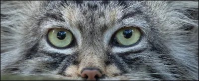 Trouve le propri&eacute;taire de ce regard intelligent !