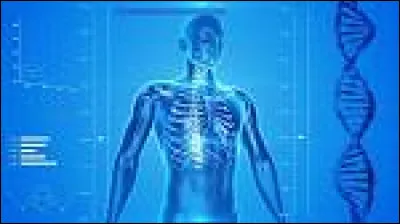Quel est le plus grand organe du corps humain ?