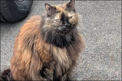 Les chats &eacute;caille de tortue ne sont que des femelles.