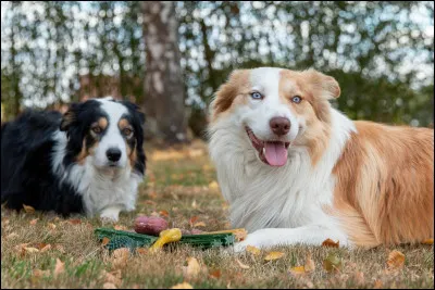 Comment s'appelle son chien ?